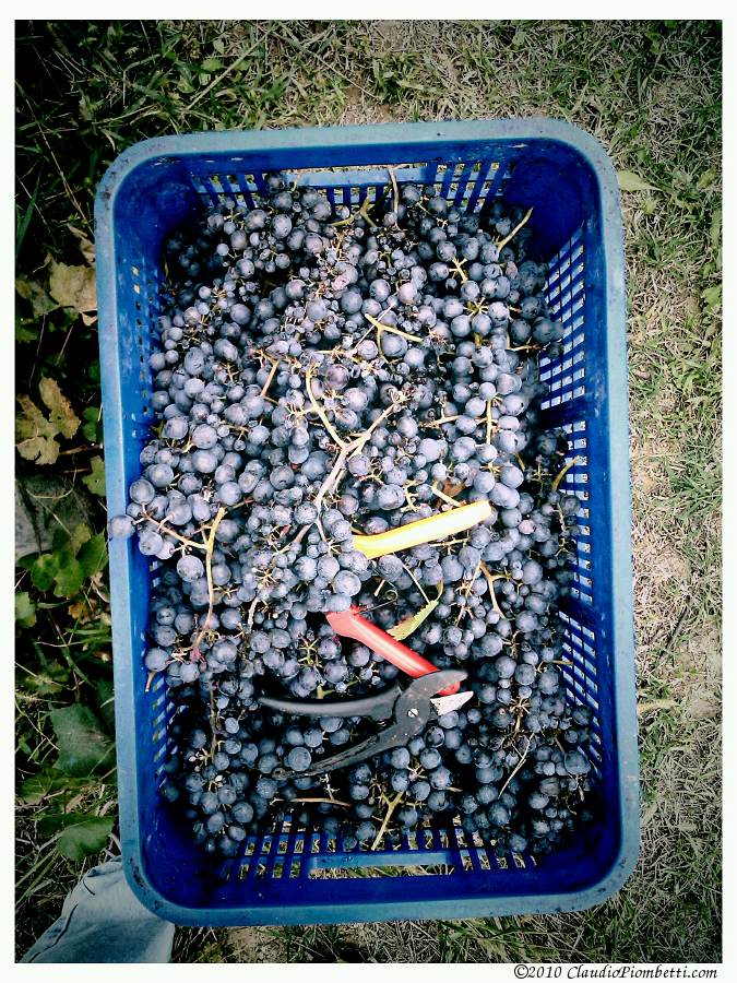 Freshly-picked grapes at the Balbiano Vineyard in Andezeno, Piedmont (Italy)